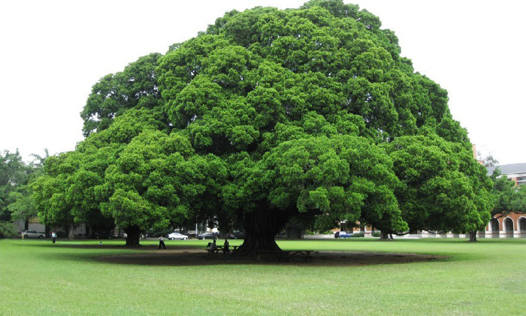 宝坻金榕树服务号代运营案例